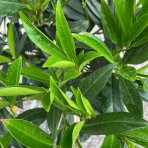 Vavrínovec lekársky (Prunus laurocerasus) ´OTTO LUYKEN´ - 120-140 cm, kont. C10L – NA KMIENKU (-24°C)
